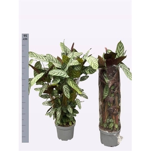 CTENANTHE GREEN FLAG