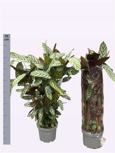 <h4>CTENANTHE GREEN FLAG</h4>