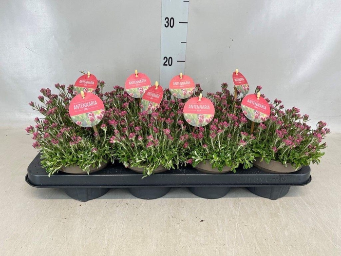 <h4>Antennaria dioica</h4>