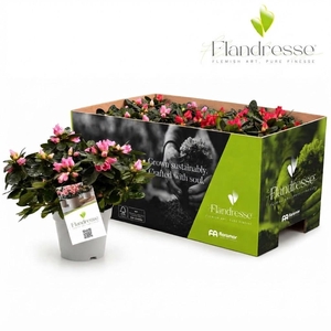 Azalea Flandresse® 'Exotic Fire' 22 - 25 cm
