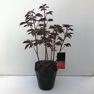 Paeonia 'Karl Rosenfield'