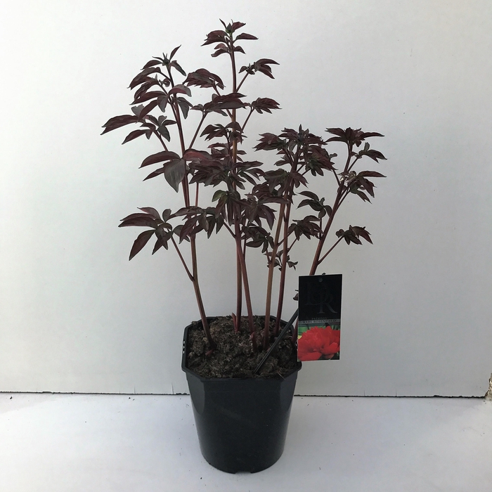 <h4>Paeonia 'Karl Rosenfield'</h4>