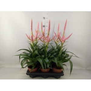 Tillandsia  'Dolce'