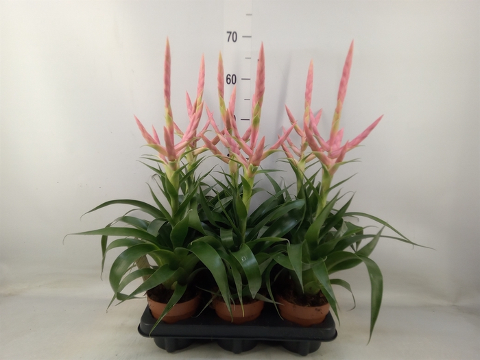 <h4>Tillandsia  'Dolce'</h4>
