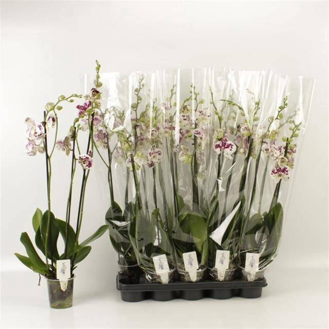 <h4>PHAL AN MARRAKESH</h4>