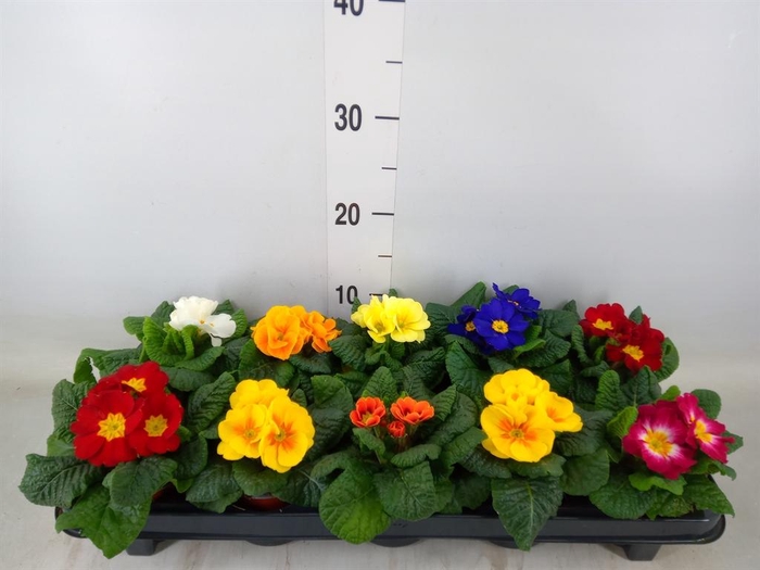 <h4>Primula ac.   ...mix</h4>