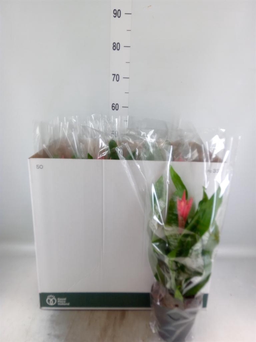 <h4>Aechmea fasciata 'Primera'</h4>