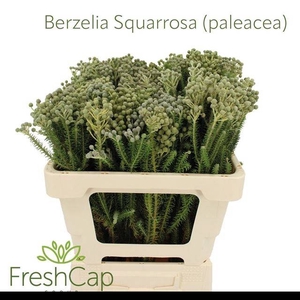 BERZ SQUARROSA