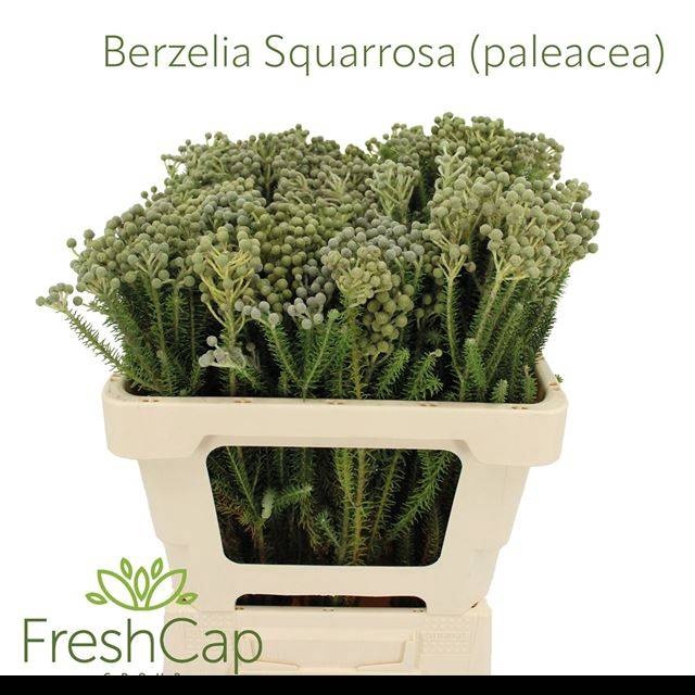 <h4>BERZ SQUARROSA</h4>