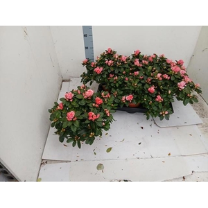 RHODO SI VOGEL LUNTE