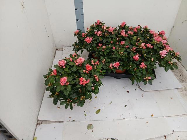 <h4>RHODO SI VOGEL LUNTE</h4>