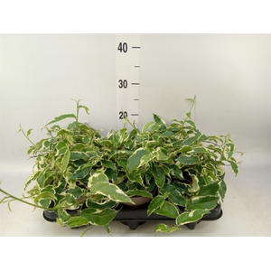 Ficus sagittata