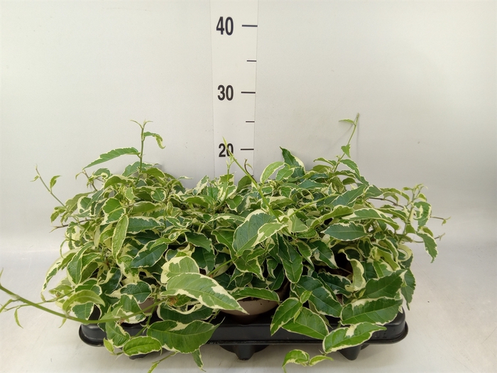 <h4>Ficus sagittata</h4>