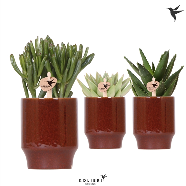 <h4>Kolibri Greens Succulenten mix in Classy pot red</h4>