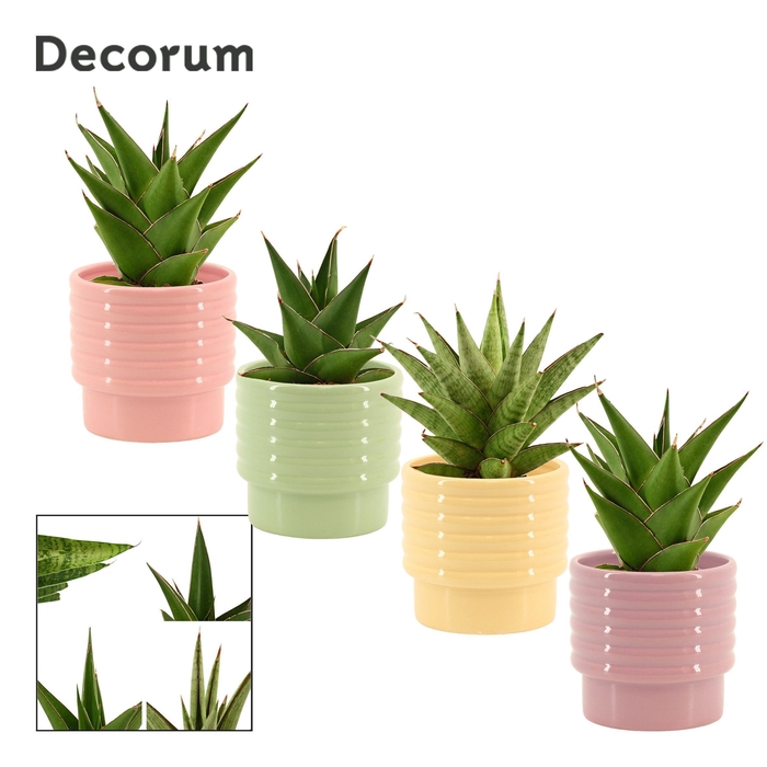 <h4>Sansevieria Crown mix 9 cm in Naemi (Tasty bubble-collection)</h4>