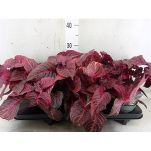 Iresine herbstii 'Rich Redstar'