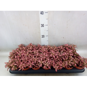 Fittonia  'Mosaic Pink Forest Flam'