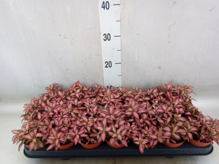 <h4>Fittonia  'Mosaic Pink Forest Flam'</h4>