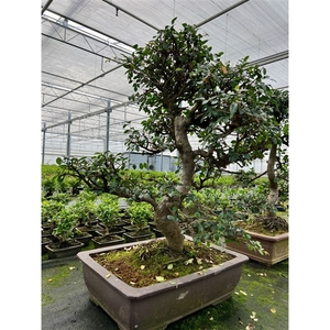 Zelkova parvifolia, pot 49cm. (single item)