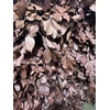GESTABILISEERD BEUK BURGUNDY