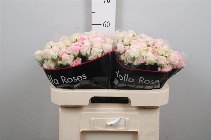 <h4>R Tr Good Mood</h4>