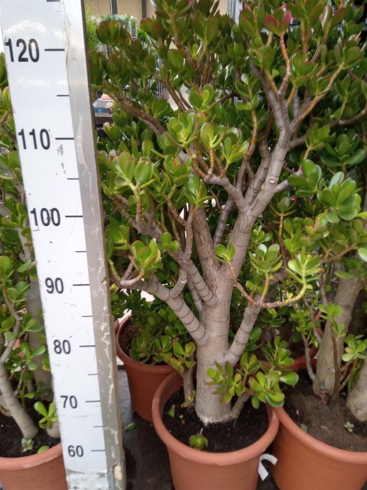 <h4>Crassula ovata</h4>