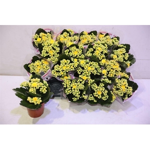 arr8 Kal Ge Nolin Yellow