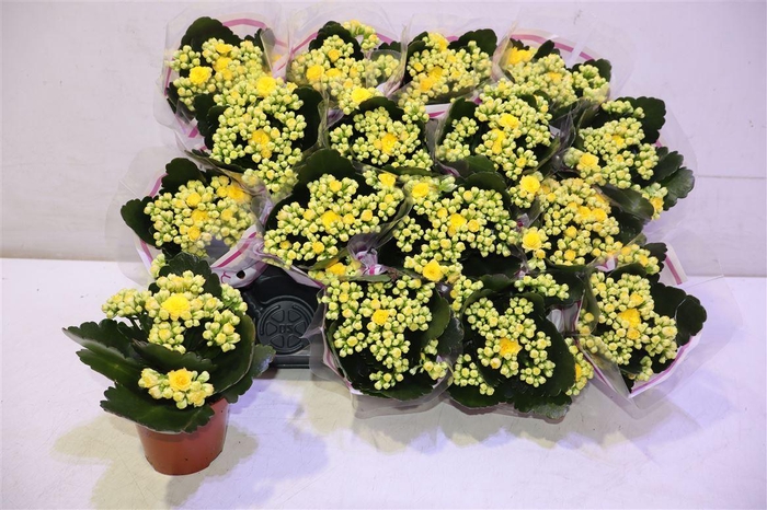 <h4>arr8 Kal Ge Nolin Yellow</h4>