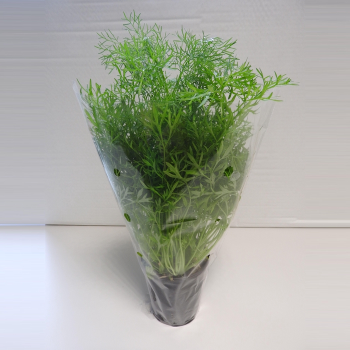 <h4>Koriander Confetti P9</h4>