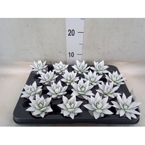 Echeveria  'Miranda'