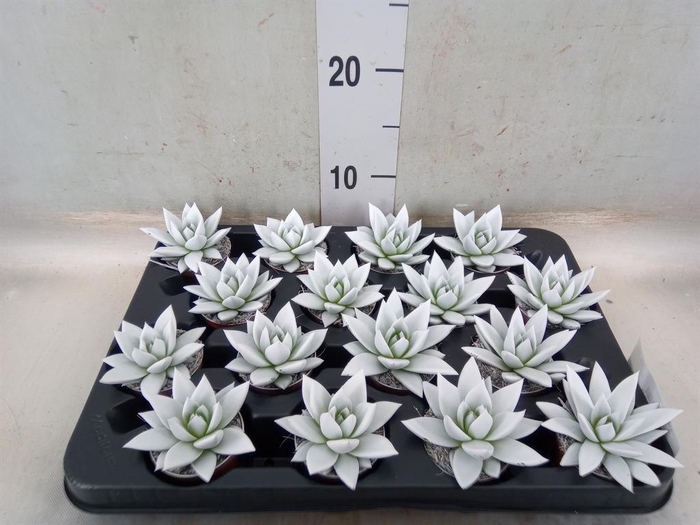 <h4>Echeveria  'Miranda'</h4>