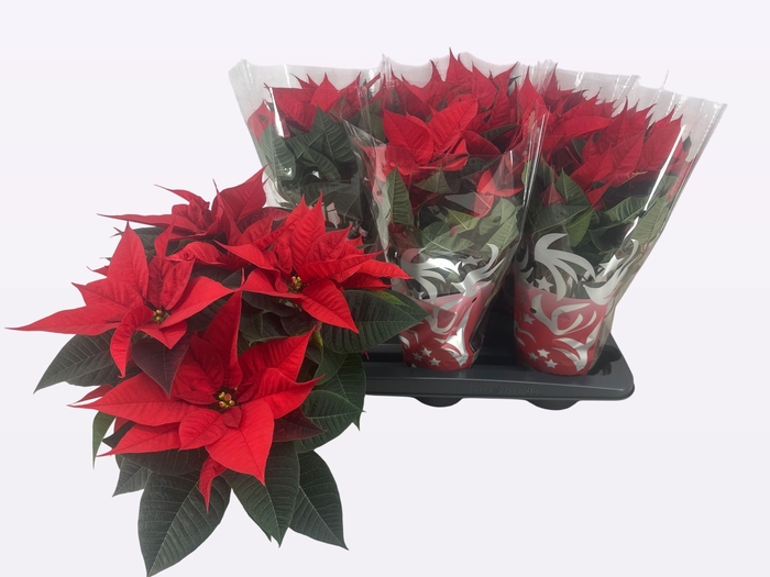 <h4>EUPHOR P FREYA</h4>