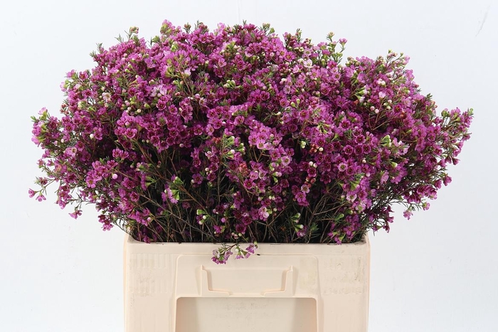 <h4>Chame Ninas Delight</h4>