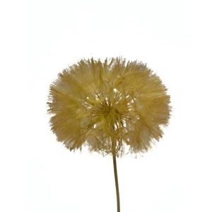 Dandelion Yellow d12x28h