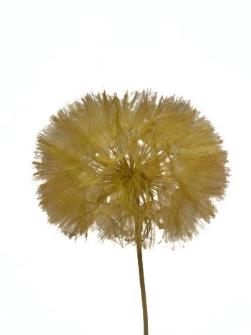 <h4>Dandelion Yellow d12x28h</h4>