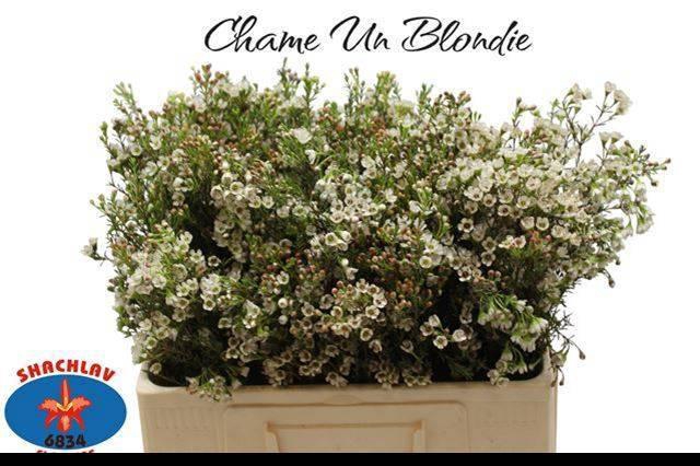 <h4>CHAME BLONDIE</h4>