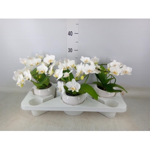 Phalaenopsis multi.   ...white