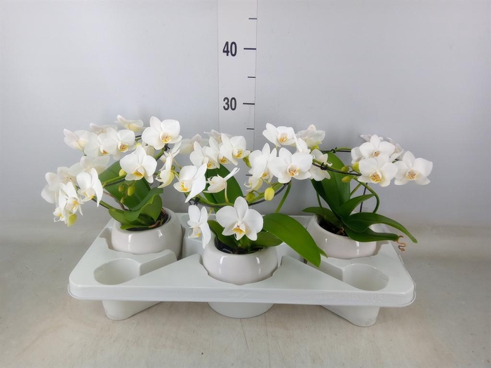 <h4>Phalaenopsis multi.   ...white</h4>
