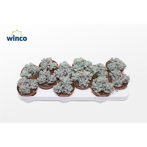 Echeveria Cubic Frost (group)