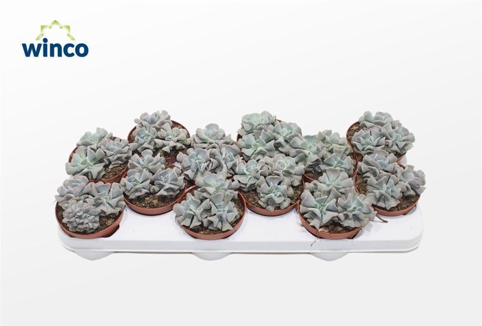 <h4>Echeveria Cubic Frost (group)</h4>