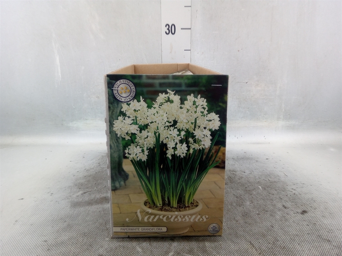 <h4>Narcissus   ...flowerbulbs</h4>