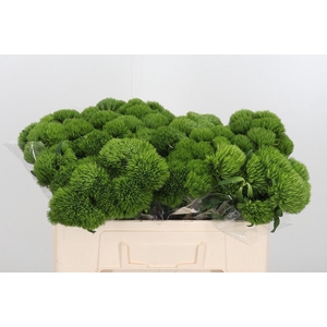 Dianthus Barbatus Overig