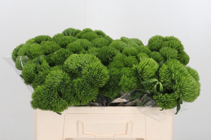 <h4>Dianthus Barbatus Overig</h4>