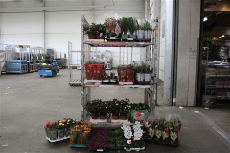 <h4>** Aanb* Plant Indoor/outdoor 172 Stk Pm 8-17</h4>