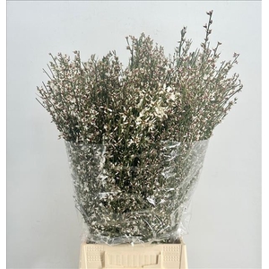 Genista Heidebrem White