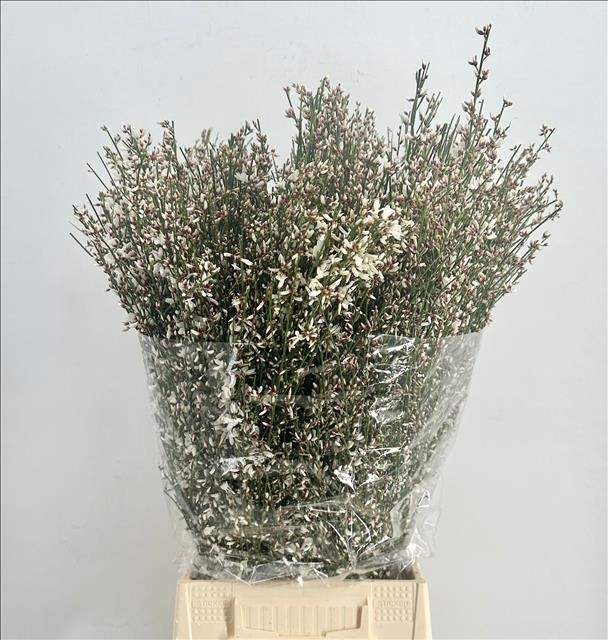 <h4>Genista Heidebrem White</h4>