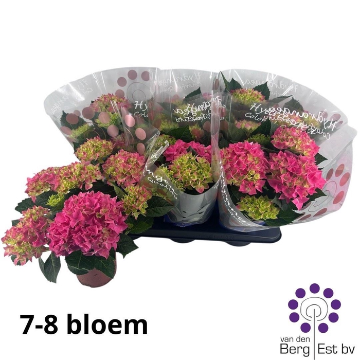 <h4>HYDR M HI OCEAN</h4>