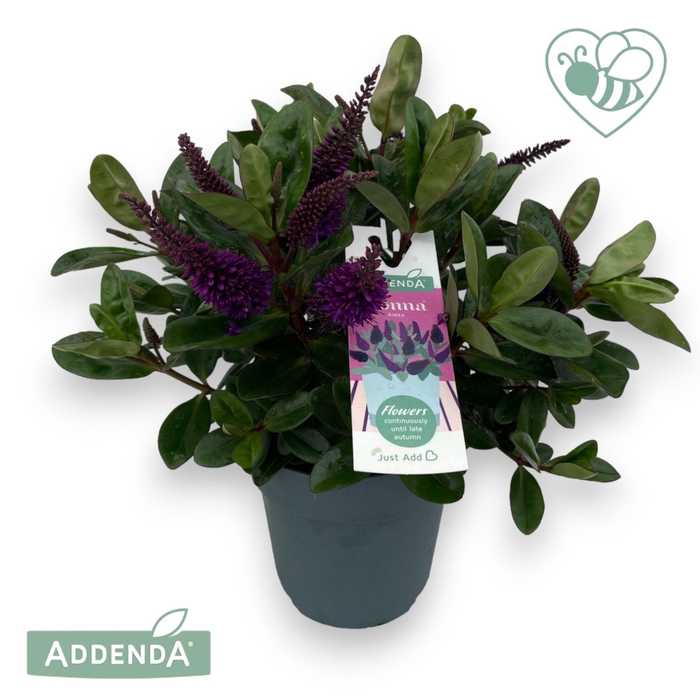 <h4>Hebe Donna Purple P15 Addenda®</h4>