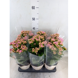 Kalanchoe  'RoseFlow Graceful Pink'