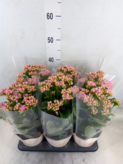 <h4>Kalanchoe  'RoseFlow Graceful Pink'</h4>